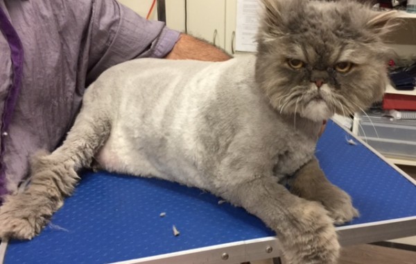 Horace John is a 8kg Persian who has bad arthritis in his bad legs. He did very well though.