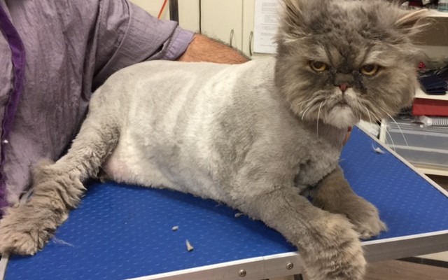 Horace John is a 8kg Persian who has bad arthritis in his bad legs. He did very well though.