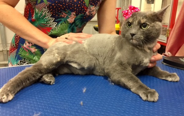 Nina a Russian Blue x.