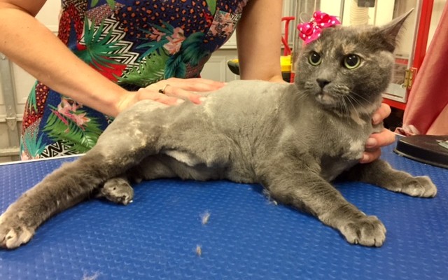 Nina a Russian Blue x.