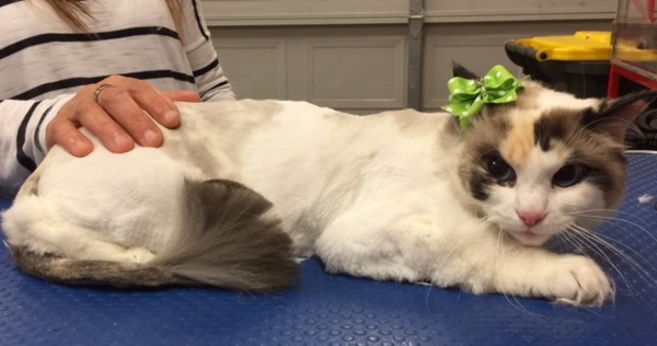 Blossom is a Ragdoll.