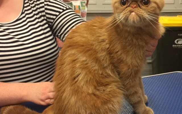 Heisenberg is an Exotic Short Hair.