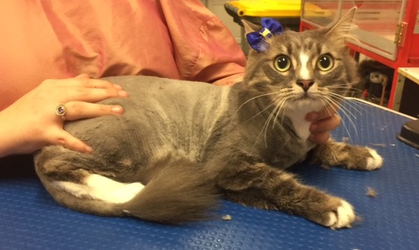 Possum is a medium hair domestic.