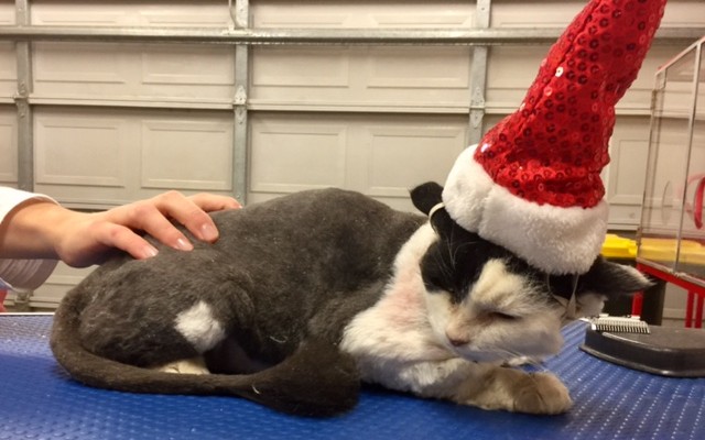 Cipud is a Medium hair domestic.