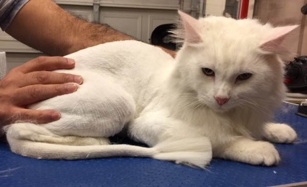 Royale’ is a medium hair domestic.