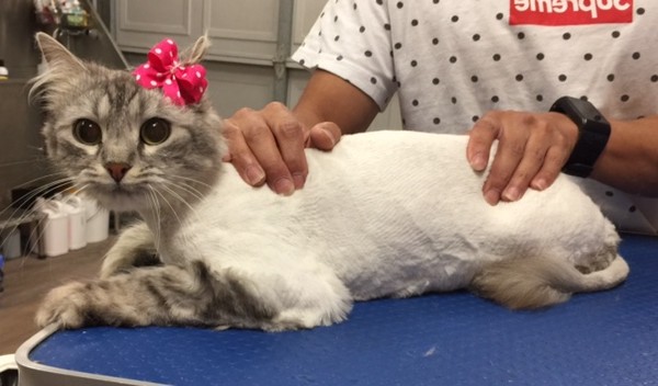 Cindy is a Long hair domestic.