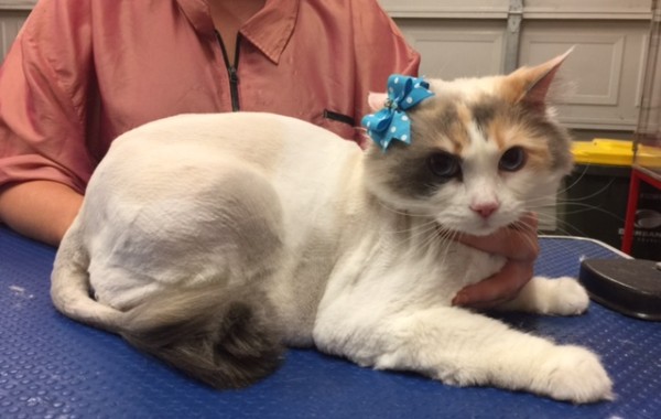Tinkerbell is a Ragdoll