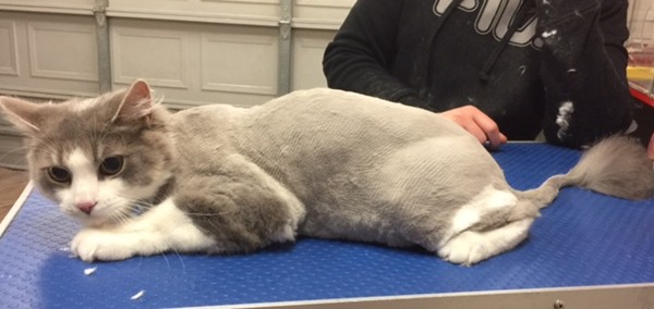 Sawyer is a long hair domestic.