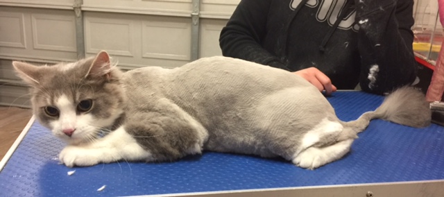 Sawyer is a long hair domestic.