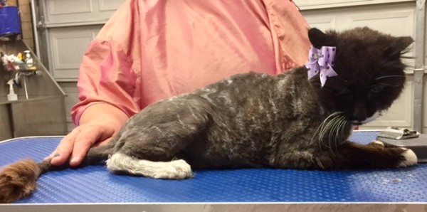 Misty is a 20 yr old long hair domestic. She really loved her groom.