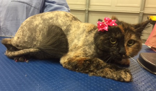 Harvey is a chimera tortoiseshell cat.