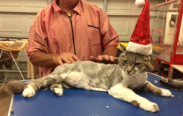 Scooter is a Maine coon x.