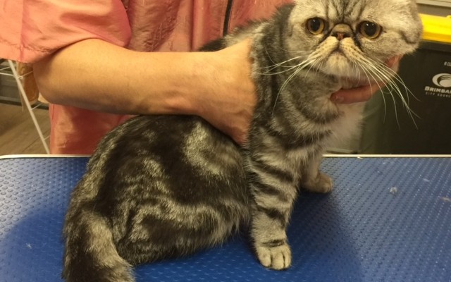 Frank is an Exotic Short Hair.