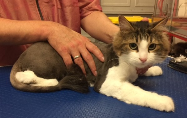 Stray cat is a Long/Medium hair domestic.
