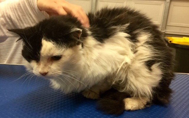 Cipud is a Medium hair domestic.