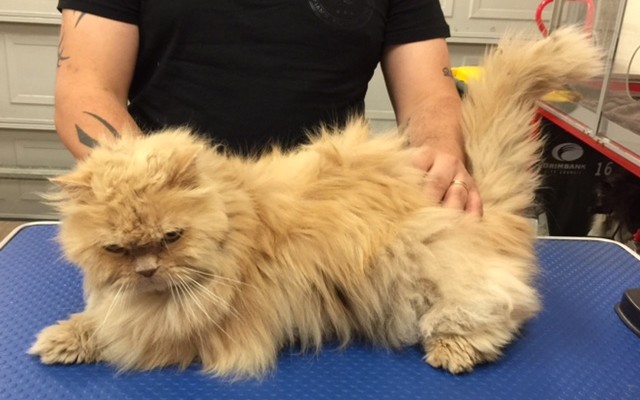 Maverick is a Persian.