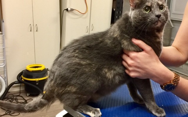 Nina a Russian Blue x.
