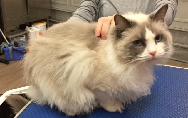 Julez is a Ragdoll.
