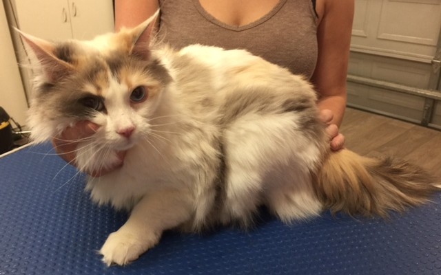 Tinkerbell is a Ragdoll