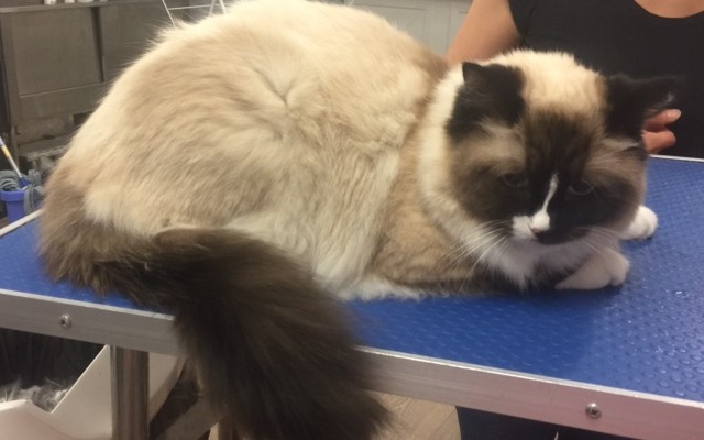 Bochi is a crazy Ragdoll.