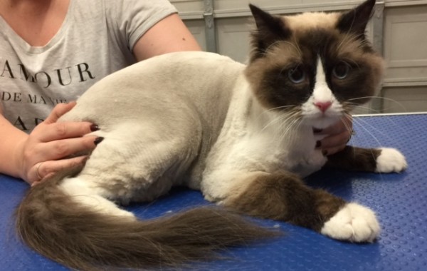 Hugo is a Ragdoll.