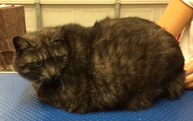 Tia is a Short hair domestic.