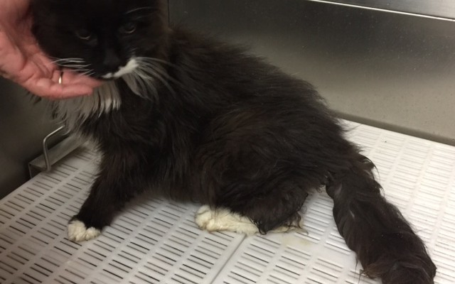 Misty is a 20 yr old long hair domestic. She really loved her groom.