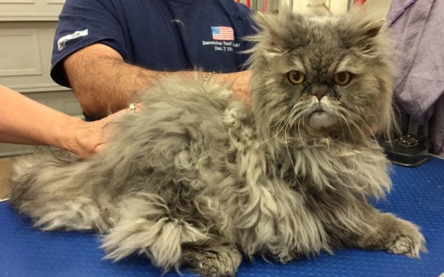 Horace John is a 8kg Persian who has bad arthritis in his bad legs. He did very well though.
