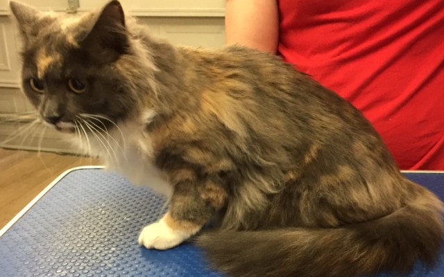 Genevieve Thatcher is half Siamese half tortie