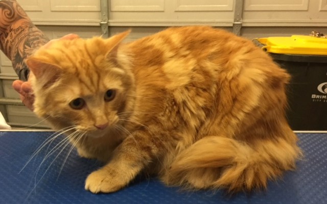 Nacho is a Short hair domestic.