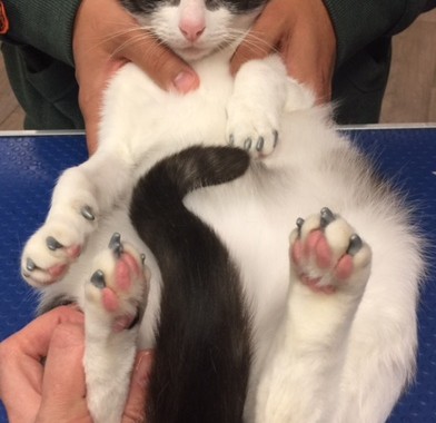 Toki is a Short hair domestic and is wearing silver Softpaws.