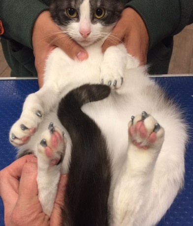Toki
