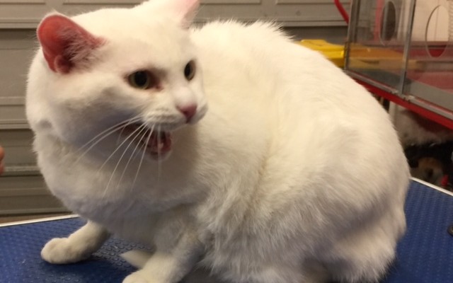 Emmy is a Short hair domestic.