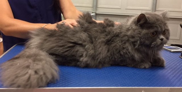 Cheeko is a 10 mth old Persian.