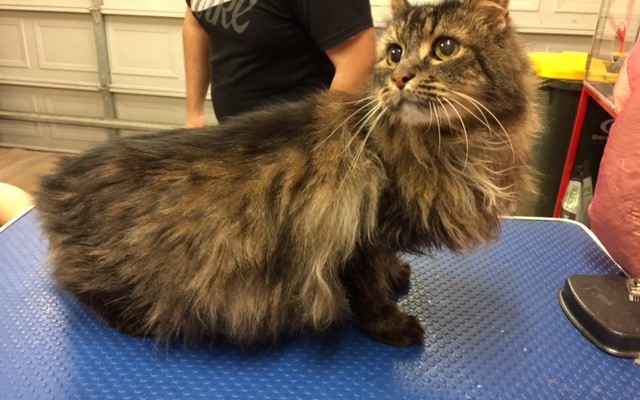 Oscar is a 17 yr old long hair tabby.