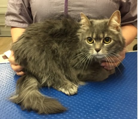 Chloe is a medium to long hair domestic.