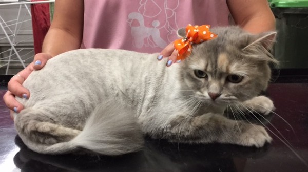 Frankie is a Scottish fold x Selkirk.