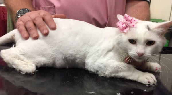 Juniper is a Long hair domestic.