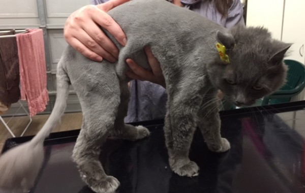 Pandora is a Long Hair Domestic.