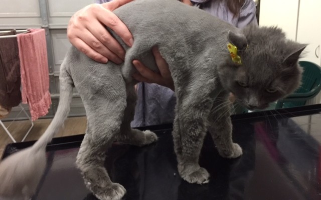 Pandora is a Long Hair Domestic.