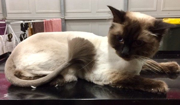 Hector is a Ragdoll.