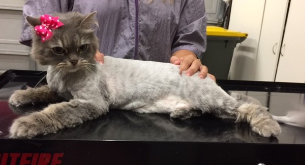 Nala is a Himalayan x.