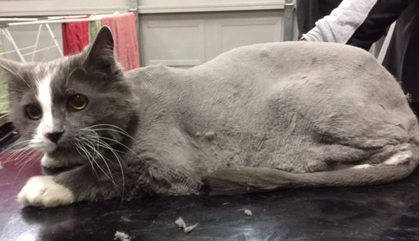 Missy is a Long hair domestic.