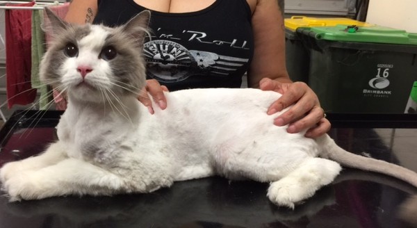 Magoo is a Ragdoll.