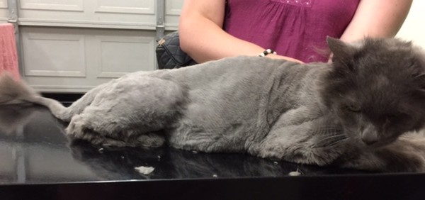 Boy is a 17 yr old long hair domestic.