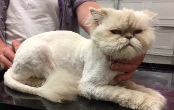 Max is a Persian.
