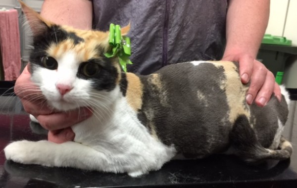 Kitty is a Short hair domestic.
