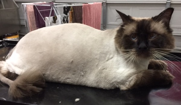 Sonny is a Ragdoll.