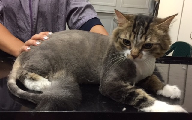 Hendricks is a Long hair domestic.