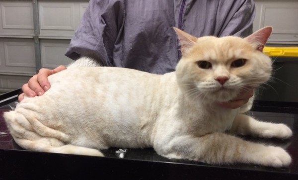 Ottie is a British short hair.